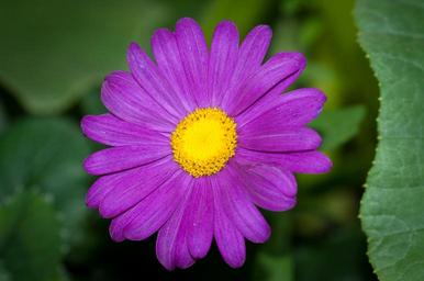 flower-purple-violet-violet-flower-1421596.jpg