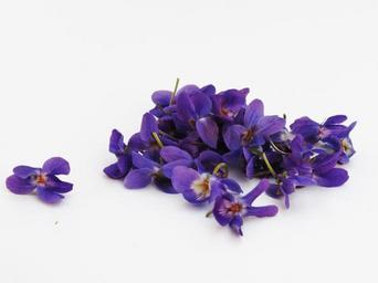 violets-flowers-violet-background-341682.jpg