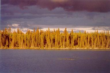 Sunset casts a golden light on the white spruce forest across a lake.jpg