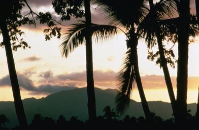 Sunset with palms.jpg