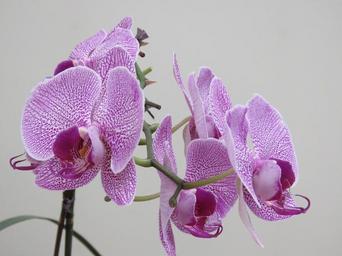 violet-orchid-beautiful-orchid-1440067.jpg