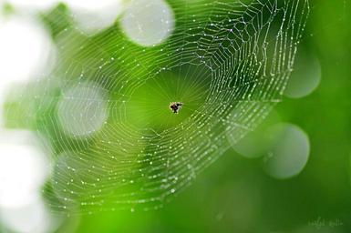 spider-web-nature-spider-green-240971.jpg