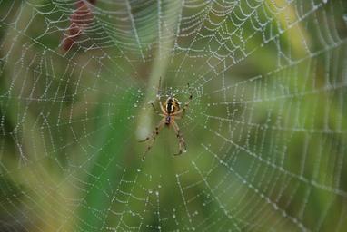 spider-spider-web-dew-516653.jpg