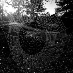 spider-web-spider-arachnid-insect-1083719.jpg