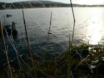 Dew covered spider web above water.jpg