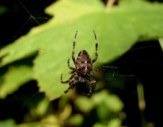 spider-web-spider-web-insect-1496070.jpg