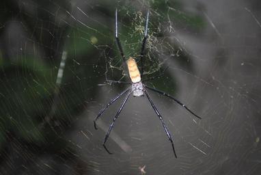 spider-spider-web-insect-cobweb-674002.jpg