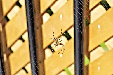 spider-spider-web-cobweb-arachnid-944564.jpg