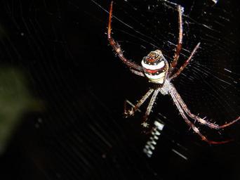 spider-spider-web-insect-nature-1016291.jpg