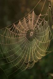 Spider web with water dews on it in sunrise.jpg