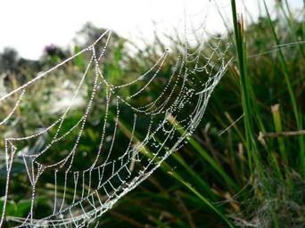 Dew covered spider web on grass.jpg