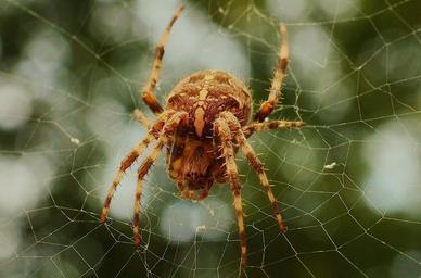 insect-cobweb-spider-spider-s-web.jpg