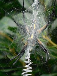 spider-web-nature-net-insect-902302.jpg