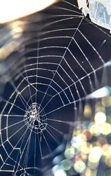 web-spider-web-nature-macro-1307312.jpg