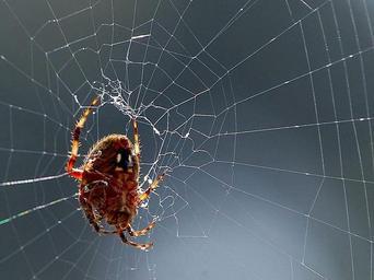 spider-webs-spiders-bugs-insects-387189.jpg