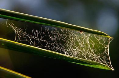 spider-s-web-web-leaves-tangle-644923.jpg
